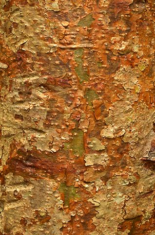 Abstract;Abstractions;Fall Scenes;Forest;Leaf;Leaves;Nature;Trees;Colorful;Plants;Botanical;Vegetation;Foliage