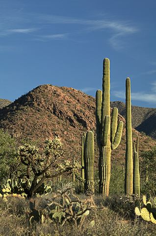 Arizona;Desert