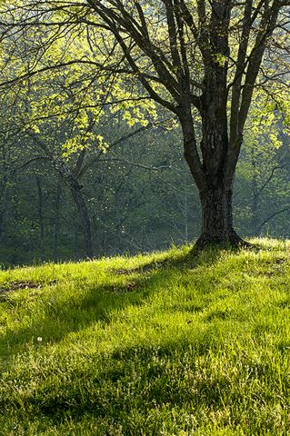 Forest;Trees;Leaves;Leaf;Plants;Woods;Bark;Outdoors;Nature;Natural;Woodland;Dawn;Season;Seasons;Spring;Sunset;Sunrise;Sunlight;Solitude;Shadow;Silhouette