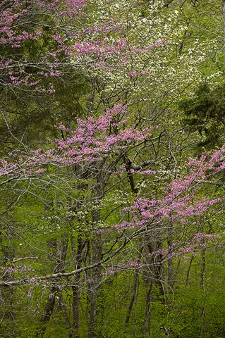 Forest;Trees;Leaves;Leaf;Plants;Woods;Bark;Outdoors;Nature;Natural;Woodland;Colorful;Botanical;Vegetation;Foliage;Spring;Scenics;Scenic View;Season;Seasons;Flower;Blooming;Blossom;Bloom;Flowering;Petal;Garden;Outdoor