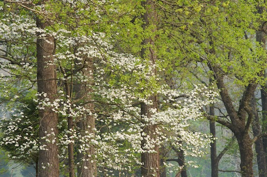 Bark;Bloom;Blossom;Blossoms;Branch;Branches;Brown;Flower;Floweret;Flowering;Flowers;Forest;Green;Herbaceous;Petal;Petals;Pistel;Plant;Spring;Stamen;Timber;Timberland;Tree;Tree Trunk;Trees;Trunk;White;Wood;Woodland;Woodlands;Woods