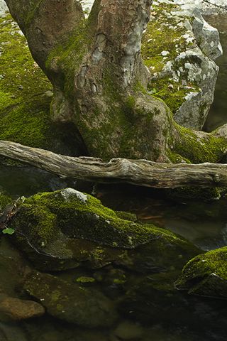 Forest;Trees;Leaves;Leaf;Plants;Woods;Bark;Outdoors;Nature;Natural;Woodland;Waterfall;Stream;Water;Flowing;Pouring;Cool;Wet;Flow;Cascade;Cascading;Spray;Abstract;Abstractions