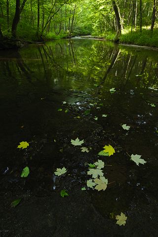 Tennessee;Stream;Creek;Brook;Rivulet;Water;Flow;Flowing;Wet;Tributary;Cascade;Gush;Streamlet;Torrent;Pouring;White Water;Rapids;Bubbling;River;Forest;Trees;Leaves;Leaf;Plants;Woods;Bark;Outdoors;Nature;Natural;Woodland