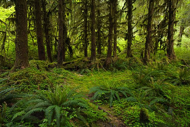 Forest;Trees;Leaves;Leaf;Plants;Woods;Bark;Outdoors;Nature;Natural;Woodland;Moss;Ferns;Botanical;Rainforest