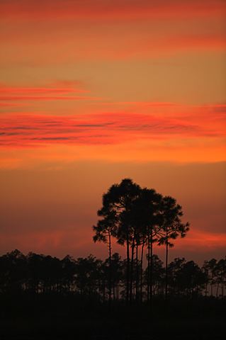 Sunset;Dusk;Twilight;evening;Nightfall;Sundown;Forest;Trees;Leaves;Leaf;Plants;Woods;Bark;Outdoors;Nature;Natural;Woodland;Sky;Clouds;Architecture;Indian;Native American;Ruins;Arizona;Rock