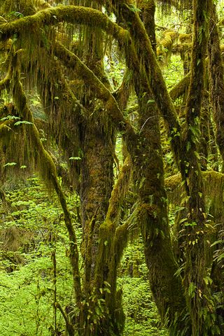 Plants;Forest;Woodland;Trees
