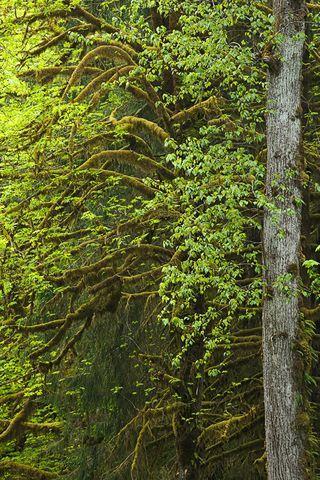 Forest;Trees;Leaves;Leaf;Plants;Woods;Bark;Outdoors;Nature;Natural;Woodland;Moss;Ferns;Botanical;Rainforest;Rain forest;Temperate;Wet;Humid;Weather;Bush;Tropical;Luxuriant;Boreal;Timberland