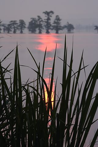 Water;Lake;Pond;Body of Water;Wet;Cool;Deep;Clear;Pool;Reservoir;Plants;Botanical;Leaf;Leaves;Vegetation;Foliage;Veins;Compound;Leaflet;Pool of Water;Reflections;Oneness;Tennessee