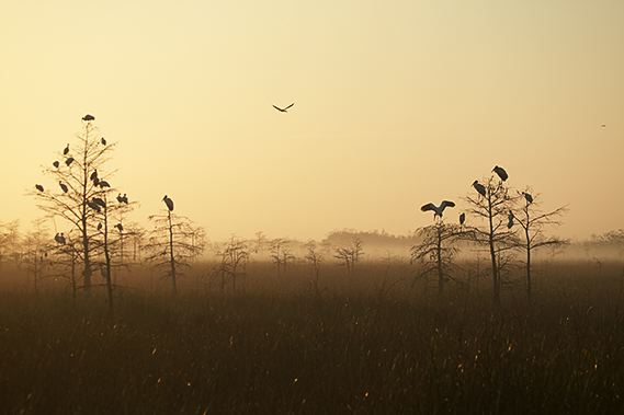 Bird;Ornithology;Avian;Beak;Feathers;Wings;Sunlight;Sun;Beams;Sunbeam;Rays;Light;Luminance;Illuminate;Oneness;Fog;Mist;Damp;Misty;Foggy;Obscured;Forest;Trees;Leaves;Leaf;Plants;Woods;Bark;Outdoors;Nature;Natural;Woodland;Swamp;Abstract;Abstractions;Patterns;Shapes;Textures