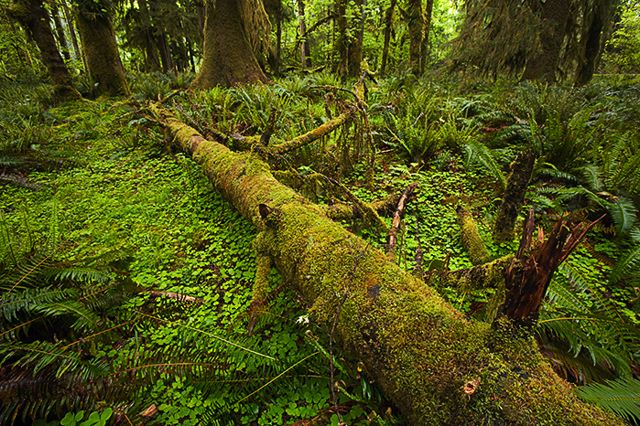 Plants;Forest;Woodland;Trees;Leaves;Leaf;Woods;Bark;Outdoors;Nature;Natural