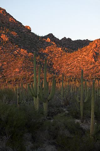 Cactus;Sunlight;Sun;Beams;Sunbeam;Rays;Light;Luminance;Illuminate;Sunset;Dusk;Twilight;evening;Nightfall;Sundown;Desert;Dry;Green;Plants