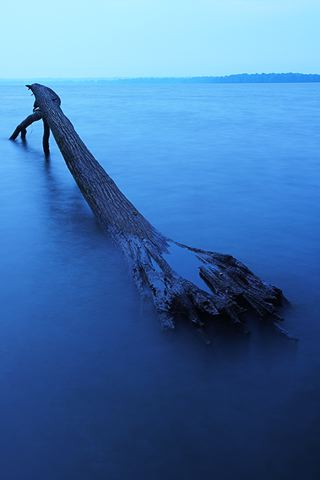 Water;Lake;Pond;Body of Water;Wet;Cool;Deep;Clear;Pool;Reservoir;Plants;Botanical;Leaf;Leaves;Vegetation;Foliage;Veins;Compound;Leaflet;Forest;Trees;Woods;Bark;Outdoors;Nature;Natural;Woodland;Tennessee