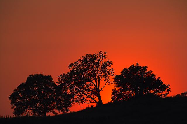 Sunset;Dusk;Twilight;evening;Nightfall;Sundown;Sunlight;Sun;Beams;Sunbeam;Rays;Light;Luminance;Illuminate;Tree Trunk;Trees;Bush;Shrub;Herbaceous;Woodland;Branch;Branches;Leafy;Bark;Trunk;Plant;Silhouette