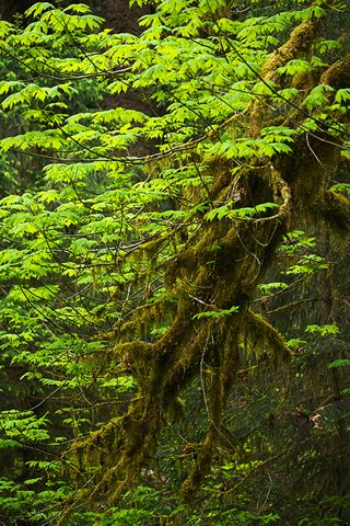 Forest;Trees;Leaves;Leaf;Plants;Woods;Bark;Outdoors;Nature;Natural;Woodland;Moss;Ferns;Botanical;Rainforest