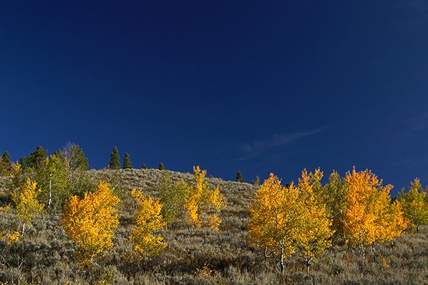 Yellowstone National Park;Yellowstone;Tree Trunk;Trees;Bush;Shrub;Herbaceous;Woodland;Branch;Branches;Leafy;Bark;Trunk;Plant;Fall Scenes;Forest;Leaf;Leaves;Nature;Autumn