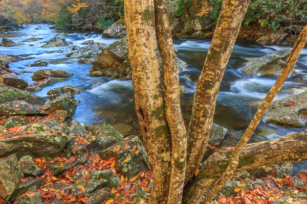 Blue;Boulder;Boulders;Branches;Brown;Calm;Cascade;Cascading;Chute;Couchville Cedar Glade State Natural Area;Fallen;Fallen Leaves;Falling;Falls;Flow;Forest;Forested;Gold;Great Smoky Mountains National Park;Healing;Health care;Healthcare;Leaf;Nature;Pastoral;Pouring;Ripple;River;Rock;Rock formations;Rocks;Rocky;Stone;Stones;Stream;Streaming;Tan;Tennessee;Timber;Timberland;Tree;Wabi Sabi;Water;Waterfalls;Waterscape;Wood;Woodland;Woodlands;Woods;bark;foliage;landscape;leaves;limbs;oneness;peaceful;plants;rapids;reflection;reflections;restful;serene;soothing;striation;tranquil;tree limbs;trees;trunk;waterfall;zen