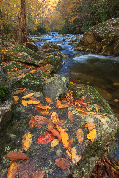 Blue;Boulder;Boulders;Branches;Brown;Calm;Cascade;Cascading;Chute;Couchville Cedar Glade State Natural Area;Fallen;Fallen Leaves;Falling;Falls;Flow;Forest;Forested;Gold;Great Smoky Mountains National Park;Healing;Health care;Healthcare;Leaf;Nature;Pastoral;Pouring;Ripple;River;Rock;Rock formations;Rocks;Rocky;Stone;Stones;Stream;Streaming;Tan;Tennessee;Timber;Timberland;Tree;Vertical;Wabi Sabi;Water;Waterfalls;Waterscape;Wood;Woodland;Woodlands;Woods;bark;foliage;landscape;leaves;limbs;oneness;peaceful;plants;rapids;reflection;reflections;restful;serene;soothing;striation;tranquil;tree limbs;trees;trunk;waterfall;zen
