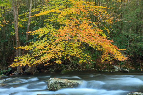 Autumn;Blue;Boulder;Boulders;Brook;Brown;Calm;Cascade;Cascading;Chute;Creek;Fall;Falling;Falls;Flow;Forest;Forested;Geological;Gold;Great Smoky Mountains National Park;Healing;Health care;Healthcare;Nature;Pastoral;Pouring;Ripple;River;Rivers;Rock;Rock formations;Rocks;Rocky;Spilling;Stone;Stones;Stream;Stream Bank;Streaming;Tan;Timber;Timberland;Tree;Water;Waterfalls;Waterscape;Wood;Woodland;Woodlands;Woods;Yellow;flowing;landscape;leaves;oneness;orange;peaceful;rapids;reflection;reflections;restful;river bank;serene;soothing;tranquil;trees;waterfall;waterway;zen