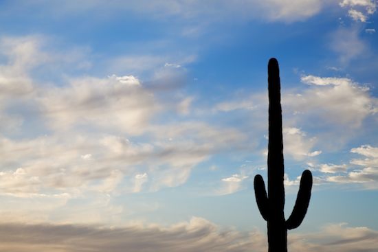 Blue;White;Arid;Carnegiea gigantea;Desert;Arizona;Tan;Saguaro National Park;Dry;Saguaro;Cacti;Plants;Cactus