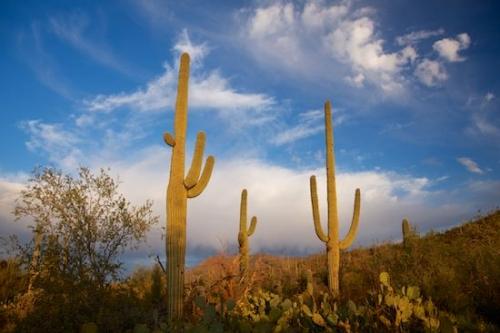Tan;Arid;Cactus;Red;Mountainside;Saguaro;Saguaro National Park;cacti;Hillside;cactus;Carnegiea gigantea;Plants;Brown;Arizona;Dry;Green;Blue;Cacti;Desert