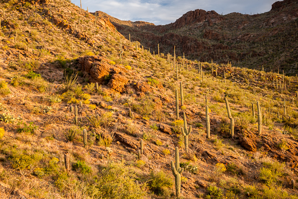 Arizona;Bloom;Blossom;Blossoms;Blue;Boulder;Boulders;Cacti;Cactus;Calm;Cloud Formation;Clouds;Concepts;Cool Colors;Cool Palette;Cool Tones;Floweret;Flowering;Flowers;Gates Pass;Green;Greens;Habitat;Healing;Hill;Minimalism;Mountain;Mountain Side;Mountain Top;Mountainous;Nature;Oneness;Pastoral;Petal;Petals;Pistil;Rock;Rock formations;Rocks;Rocky;Saguaro;Saguaro National Park;Stone;Stones;Sunlight;Sunshine;Tan;Tuscon;United States;Wabi Sabi;Warm Colors;Warm Palette;Warm Tones;Yellow;bloom;color;desert;flora;floral;flower;hillside;landscape;peaceful;plants;restful;serene;sky;soothing;sunlit;tranquil;yellow;zen