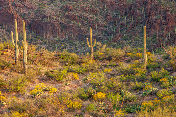Arid;Arizona;Bloom;Blossom;Blossoms;Boulder;Boulders;Brown;Cacti;Cactus;Calm;Carnegiea gigantea;Dry;Floral;Floweret;Flowering;Flowers;Flowers & Plants;Hill;Mountain;Mountainous;Nature;Rock;Rock formations;Rocky;Saguaro;Saguaro National Park;Stone;Stones;Sunlight;Sunshine;Tan;Tuscon;United States;Yellow;bloom;desert;flora;floral;flower;green;hillside;landscape;orange;peaceful;plants;red;restful;serene;soothing;sunlit;tranquil;wildflower
