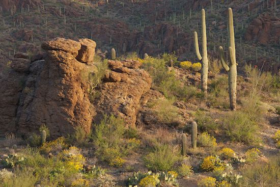 Cacti;Cactus;Gates Pass;Saguaro;Saguaro National Park;Landscapes;Arid;Plants;Red;Tuscon;Carnegiea gigantea;Yellow;Desert;Dry;Arizona;Green