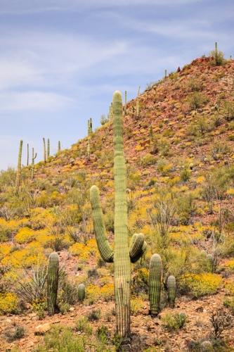 Arid;Arizona;Blue;Botanical;Cacti;Cactus;Calm;Carnegiea gigantea;Cloud;Cloud Formation;Clouds;Cloudy;Dry;Healing;Nature;Pastoral;Saguaro;Saguaro National Park;Tuscon;United States;Weather;botanicals;cacti;cactus;desert;flora;green;landscape;oneness;orange;peaceful;plant;plants;red;restful;serene;sky;soothing;tranquil;vegetation;zen