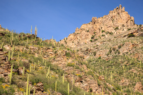 Arid;Arizona;Bloom;Blossom;Blossoms;Blue;Bluff;Boulder;Boulders;Brown;Cacti;Cactus;Calm;Carnegiea gigantea;Dry;Floweret;Flowering;Flowers;Gold;Hill;Mountain;Mountain Side;Mountain Top;Mountainous;Mountains;Nature;Pastoral;Peak;Pinnacle;Precipice;Rock;Rock Face;Rock formations;Rocks;Rocky;Sabino Canyon;Saguaro;Stone;Stones;Summit;Tan;Yellow;bloom;cliff;desert;flora;floral;flower;green;hillside;landscape;oneness;orange;peaceful;plants;red;restful;serene;soothing;tranquil;wildflower;zen