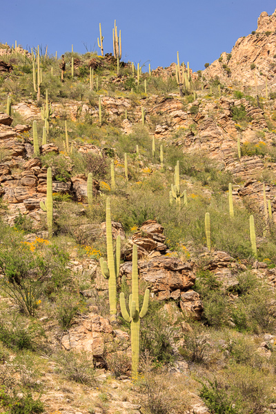 Arid;Arizona;Blue;Bluff;Boulder;Boulders;Brown;Cacti;Cactus;Calm;Carnegiea gigantea;Dry;Gold;Hill;Mountain;Mountain Side;Mountain Top;Mountainous;Mountains;Nature;Pastoral;Peak;Pinnacle;Rock;Rock Face;Rock formations;Rocks;Rocky;Sabino Canyon;Saguaro;Stone;Stones;Summit;Tan;cliff;desert;hillside;landscape;oneness;orange;peaceful;plants;red;restful;serene;soothing;tranquil;zen