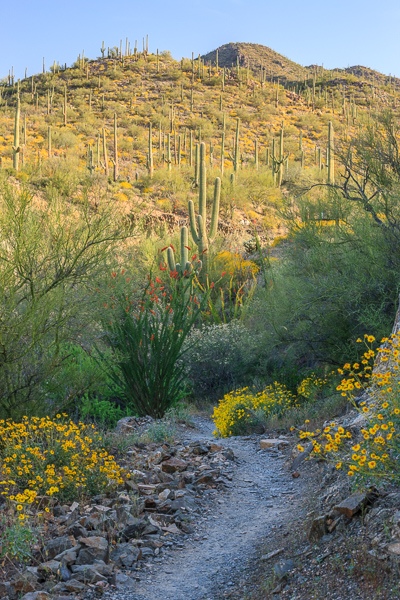 Arid;Arizona;Bloom;Blossom;Blossoms;Bluff;Botanical;Botanicals;Cacti;Cactus;Calm;Carnegiea gigantea;Concepts;Dry;Flora;Flower;Floweret;Flowering;Flowers;Flowers & Plants;Habitat;Healing;Health care;Healthcare;Hiking Trail;Hill;Mountain;Mountain Side;Mountain Top;Mountainous;Nature;Oneness;Pastoral;Path;Pathway;Petal;Plant;Saguaro;Saguaro National Park;Summit;Sunlight;Sunshine;Tuscon;United States;Wabi Sabi;Walkway;Wildflower;bloom;cliff;desert;flora;floral;flower;foliage;hillside;landscape;peaceful;plants;restful;serene;soothing;sunlit;trail;tranquil;vegetation