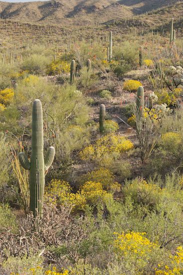 Saguaro National Park;Dry;Arid;Arizona;Landscapes;Plants;Desert;Cactus;Cacti;Carnegiea gigantea;Saguaro