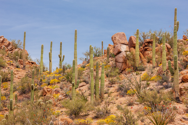 Arid;Arizona;Cacti;Cactus;Calm;Carnegiea gigantea;Dry;Habitat;Healing;Health care;Healthcare;Saguaro;Saguaro National Park;Sunlight;Sunshine;Tuscon;United States;desert;peaceful;plants;restful;serene;soothing;sunlit;tranquil