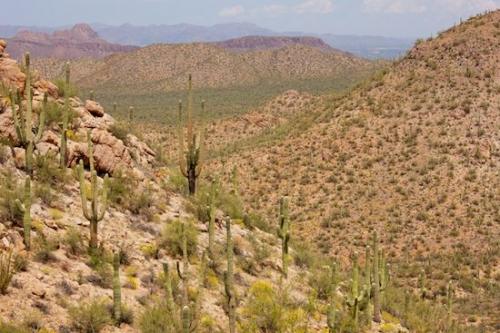 Rock Formations;Mountain;Brown;Mountainside;Blue;Valley;Mountain Top;Green;Hills;Carnegiea gigantea;Cacti;Arid;Plants;Boulder;Desert;Red;Rocky;Tan;Mountainous;Arizona;Dry;Bluff;Stones;Stone;Saguaro;Saguaro National Park;Hilltop;cacti;Rock;Boulders;Cactus;Rocks;Hill;Precipice;cactus;Hillock;Mountains