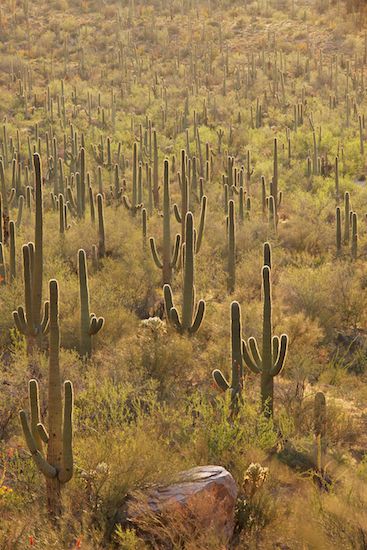 Dry;Saguaro;Carnegiea gigantea;Cacti;Desert;Saguaro National Park;Arizona;Arid;Plants;Landscapes;Cactus