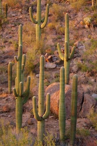 Boulder;Hillside;Boulders;cactus;Desert;Hill;cacti;Mountainside;Carnegiea gigantea;Bluff;Rock Face;Plants;Saguaro National Park;Rock Formations;Rocky;Stone;Pinnacle;Dry;Tan;Red;Rocks;Summit;Saguaro;Cactus;Arizona;Brown;Mountainous;Green;Arid;Rock;Stones;Cacti