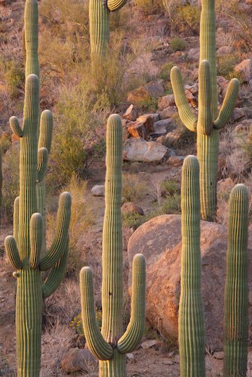 Carnegiea gigantea;sun;Landscapes;evening;close of day;Arid;sunset;eventide;Desert;Arizona;Green;Saguaro;Cacti;Tan;last Light;Saguaro National Park;Cactus;Plants;Sky;Dry;dusk