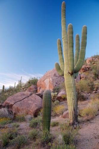 Arid;Bluff;Rock Formations;Rocks;Rock Face;Arizona;Pinnacle;Mountainous;Plants;Mountainside;Red;Rock;Rocky;Saguaro;Hillside;Hill;Green;Tan;Stone;cacti;Saguaro National Park;Dry;Stones;Desert;Summit;Carnegiea gigantea;cactus;Cactus;Cacti;Boulder;Brown;Boulders