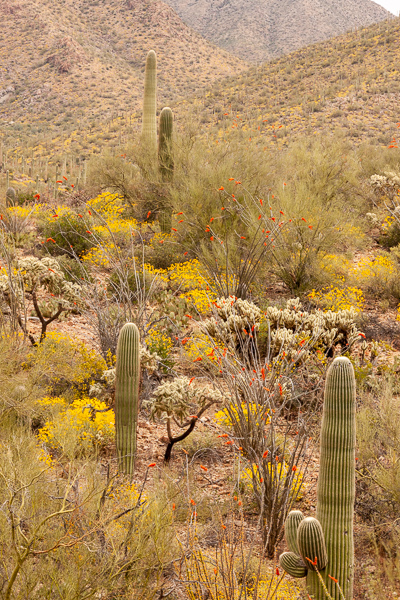 Arid;Arizona;Blossom;Blossoms;Bluff;Cacti;Cactus;Calm;Carnegiea gigantea;Dry;Floral;Floweret;Flowering;Flowers;Flowers & Plants;Healing;Hill;Mountain;Mountain Side;Mountainous;Mountainside;Nature;Pastoral;Saguaro;Saguaro National Park;Tan;Tuscon;United States;Valley;Wabi Sabi;Yellow;bloom;desert;flora;floral;flower;green;hillside;landscape;oneness;orange;peaceful;plants;red;restful;serene;soothing;tranquil;zen