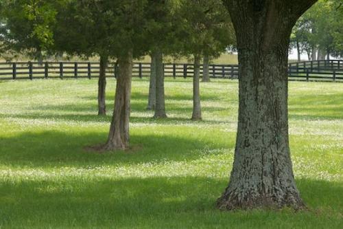 Herbaceous;Fence;Branches;Branch;Shadows;bark;Tennessee;Shade;Gray;Plant;Landscape;Spring;Tree;Green;Grass;Tree Trunk;Trees;Trunk