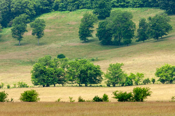 Agricultural;Brown;Calm;Forest;Gold;Habitat;Healing;Health care;Healthcare;Hill;Hills;Minimalism;Mountain Side;Nature;Pastoral;Shadows;Sunlight;Sunshine;Tan;Tree;Warm Colors;Warm Palette;Warm Tones;Woodlands;Woods;color;fence;field;grass;gray;green;hillside;landscape;leaves;oneness;pasture;peaceful;restful;serene;soothing;sunlit;tranquil;tree trunk;trees;zen