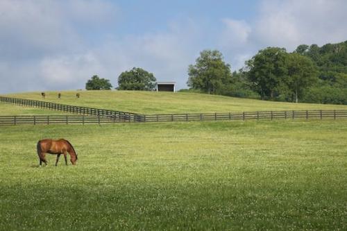 Green;Horse;Agricultural;Brown;Horse Farm;Horses;White;Landscape;Farm;Blue;Tennessee
