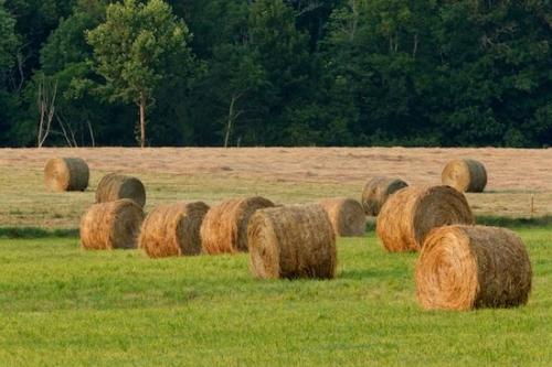 Hay Bales;Farming;Horizontal;Fields;Tan;Agriculture;Green;Brown
