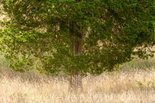 Branches;Brown;Grass;Green;Oneness;Tan;Tree;Trunk;Wabi Sabi;bark;cedra;limbs;tree limbs;zen