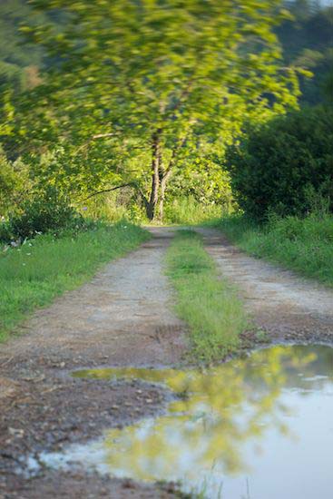 Herbaceous;Tree Trunk;Journey;Green;Branches;Brown;Branch;Tree;Tan;Trail;Road;Trees;Trunk;Plant;Bark;Path;reflection