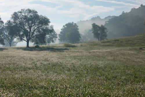 Pasture;Moisture;Drop;Field;dewy;Cloud Formation;Dew;Fields;haze;Grass;trees;branches;tree;dew;Droplet;Water;tree trunk;Forest;Gray;fog;Green;tree limbs;branch;Tennessee;Wet;Rolling Hills;Hill;Cloud;Cloudy;Blue;foggy;mist;Damp;Weather;Sky;Clouds;Dewy;misty;White