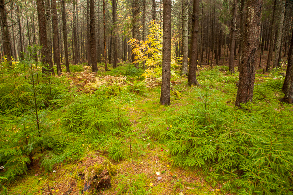 Botanical;Branches;Brown;Calm;Fallen Leaves;Ferns;Forest;Forested;Gold;Habitat;Healing;Health care;Healthcare;Leaf;Logging;Nature;New England;New Hampshire;Pastoral;Sapling;Sunlight;Sunshine;Tan;Timber;Timberland;Tree;Wood;Woodland;Woodlands;Woods;Yellow;bark;botanicals;branch;fern;foliage;green;landscape;leaves;limbs;oneness;peaceful;plant;plants;restful;serene;soothing;stump;sunlit;tranquil;tree limbs;tree trunk;trees;trunk;wooded area;zen