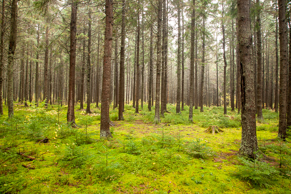 Botanical;Branches;Brown;Calm;Fallen Leaves;Ferns;Forest;Forested;Gold;Habitat;Healing;Health care;Healthcare;Leaf;Logging;Nature;New England;New Hampshire;Pastoral;Sapling;Sunlight;Sunshine;Tan;Timber;Timberland;Tree;Wood;Woodland;Woodlands;Woods;Yellow;bark;botanicals;branch;fern;foliage;green;landscape;leaves;limbs;oneness;peaceful;plant;plants;restful;serene;soothing;stump;sunlit;tranquil;tree limbs;tree trunk;trees;trunk;wooded area;zen