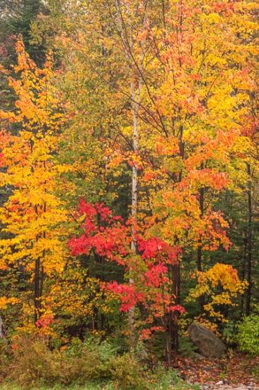 Autumn;Branches;Brown;Calm;Fall;Forest;Forested;Gold;Habitat;Healing;Jericho Lake State Park;Nature;New England;New Hampshire;Pastoral;Tan;Timber;Timberland;Tree;Warm Colors;Warm Palette;Warm Tones;Wood;Woodland;Woodlands;Woods;Yellow;color;green;landscape;leaves;oneness;orange;peaceful;plants;red;restful;serene;soothing;tranquil;tree limbs;trees;zen