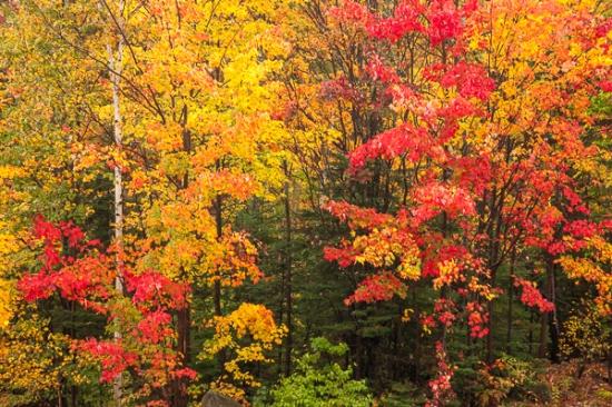 Autumn;Branches;Brown;Calm;Fall;Forest;Forested;Gold;Habitat;Healing;Jericho Lake State Park;Nature;New England;New Hampshire;Pastoral;Tan;Timber;Timberland;Tree;Warm Colors;Warm Palette;Warm Tones;Wood;Woodland;Woodlands;Woods;Yellow;color;green;landscape;leaves;oneness;orange;peaceful;plants;red;restful;serene;soothing;tranquil;tree limbs;trees;zen
